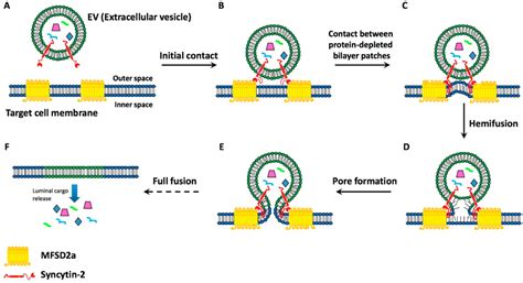 [PDF] Binding and Fusion of Extracellular Vesicles to the Plasma 